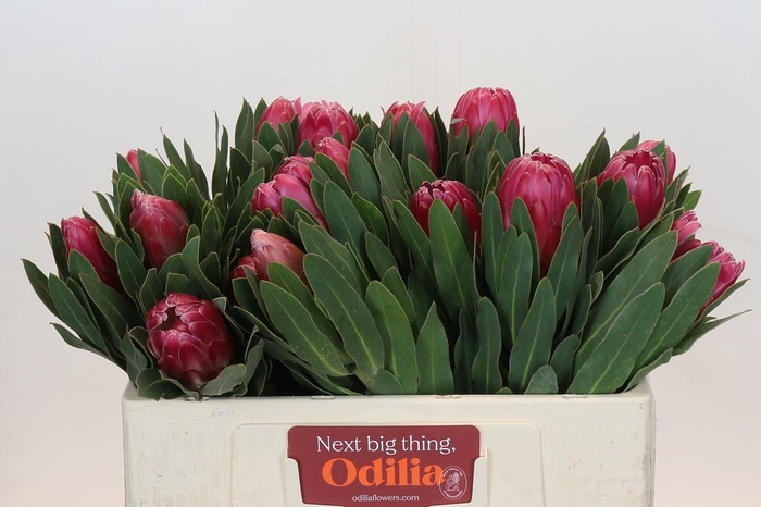 <h4>Protea Brenda</h4>