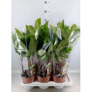 Pachira aquatica