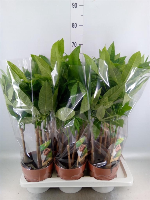 <h4>Pachira aquatica</h4>