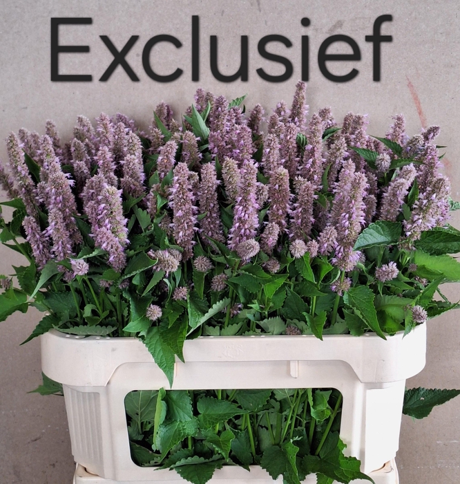 <h4>AGASTACHE OV</h4>