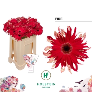 Gerbera Pasta Fire Water