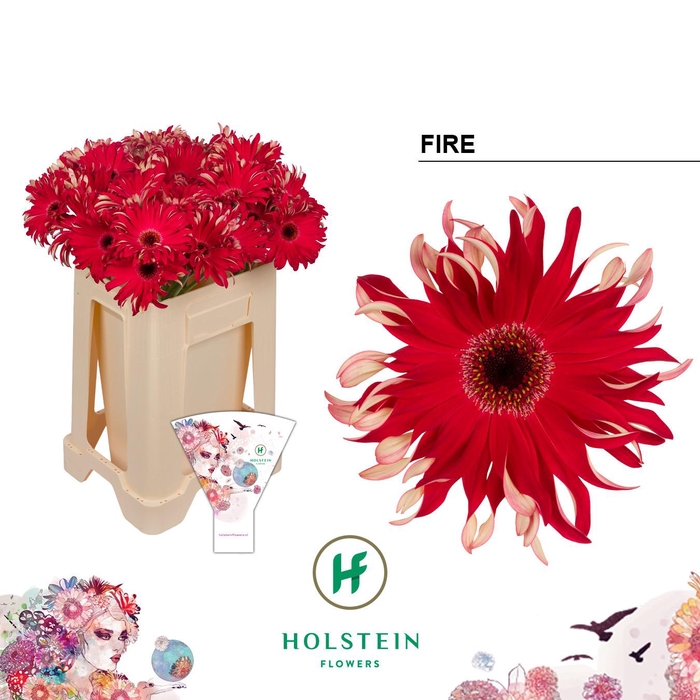 <h4>Gerbera Pasta Fire Water</h4>