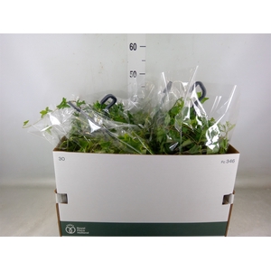 Hedera   ...mix