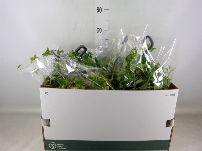 <h4>Hedera   ...mix</h4>
