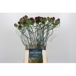 Allium Dancing Tancho My Japan