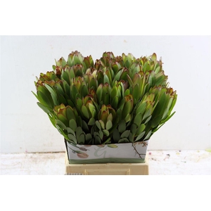 Leucad Goldstrike 50cm