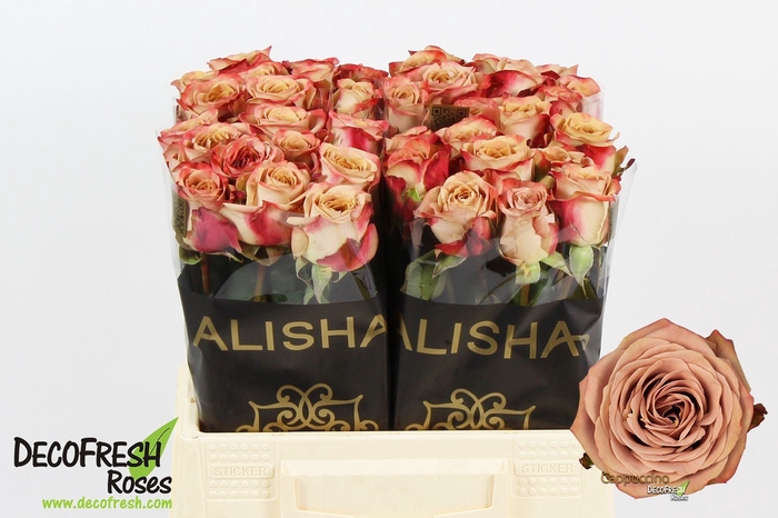 <h4>Rosa GR 'Cappuccino'</h4>
