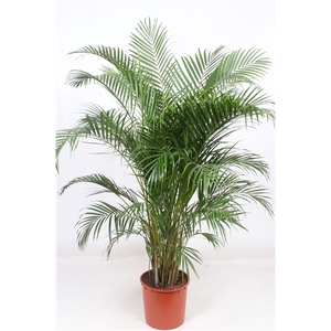 Chrysalidocarpus lutescens overig