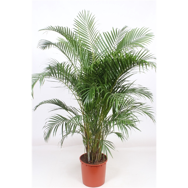 <h4>Chrysalidocarpus lutescens overig</h4>