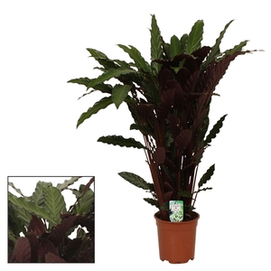 Calathea 21cm Wavestar (Rufibarba)