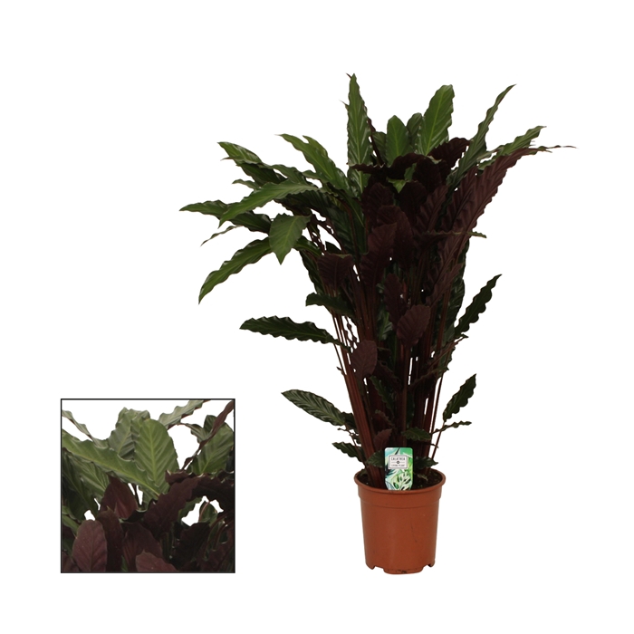 <h4>Calathea 21cm Wavestar (Rufibarba)</h4>