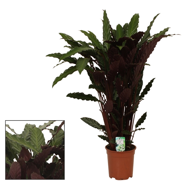 <h4>Calathea 21cm Wavestar (Rufibarba)</h4>