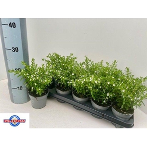 CUPH HYSSOPIFOLIA