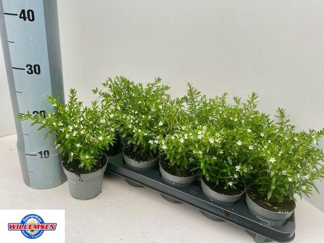 <h4>CUPH HYSSOPIFOLIA</h4>