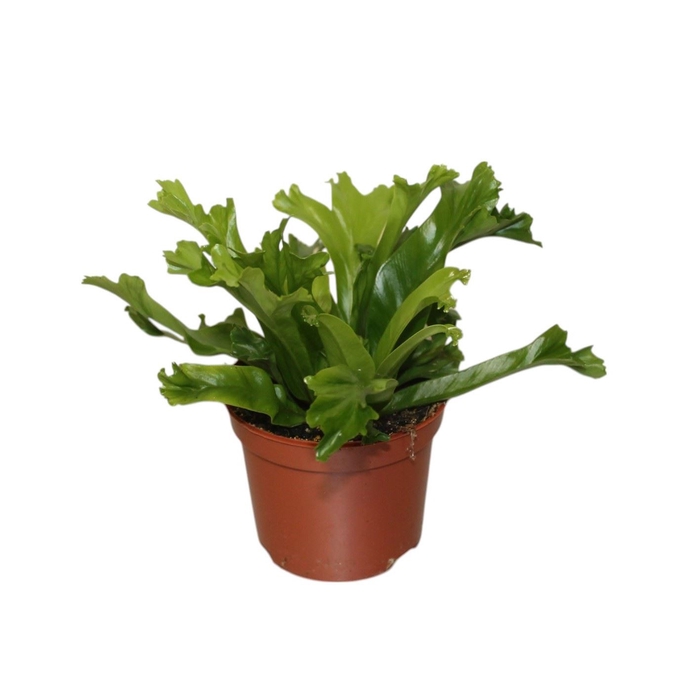 <h4>Asplenium Leslie</h4>