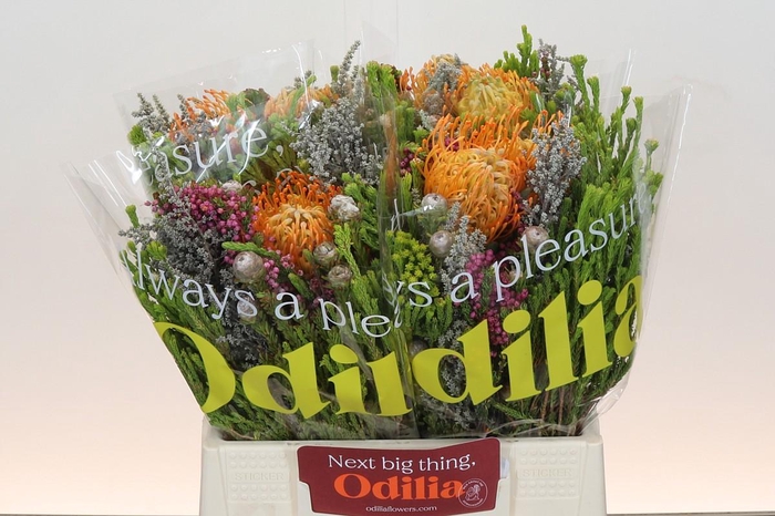 <h4>BQ Nutans 2 Flower</h4>