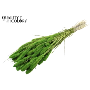 Setaria per bunch Bleached  Green