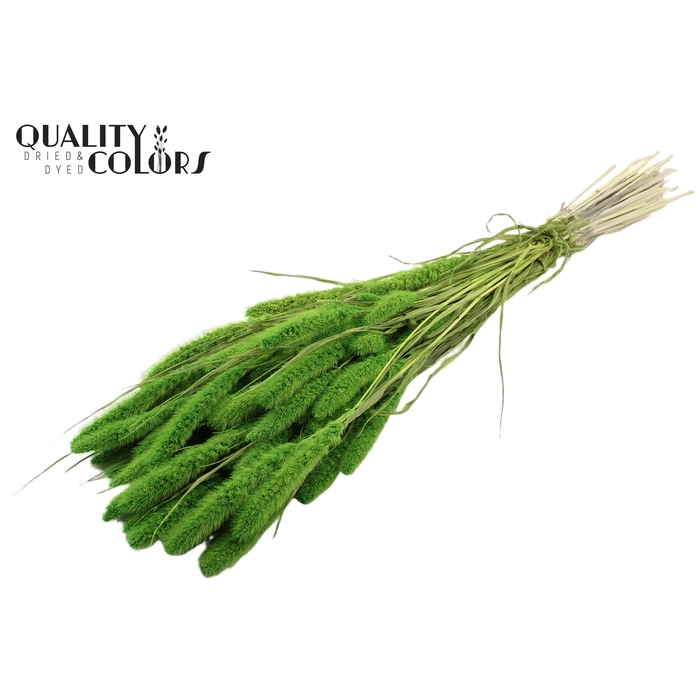<h4>Setaria per bunch Bleached  Green</h4>
