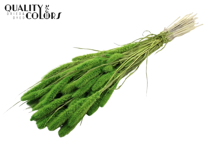 Setaria per bunch Bleached  Green