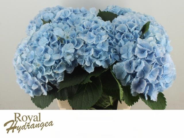 <h4>HYDR M CH VERENA BL</h4>