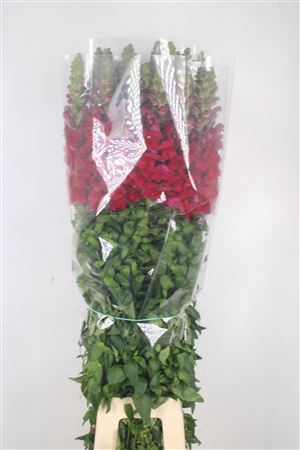 <h4>Antirrhinum Fr. Red Ex</h4>