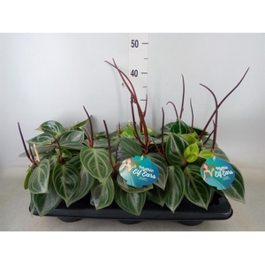 Peperomia