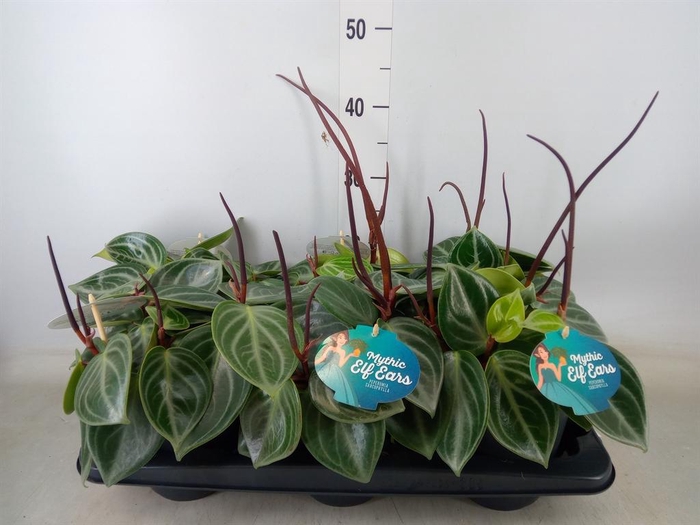 <h4>Peperomia</h4>