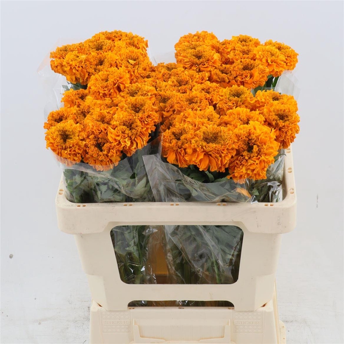 <h4>Tagetes (erecta Grp) Promise Orange</h4>