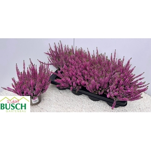 CALLU BL LYNN