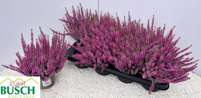 <h4>CALLU BL LYNN</h4>