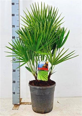 <h4>Cham Humilis</h4>