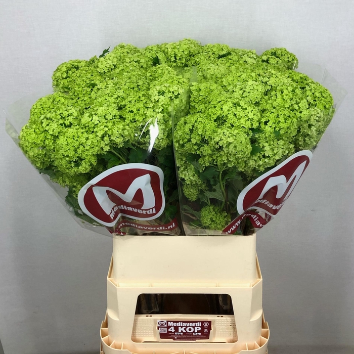 <h4>Viburnum Greenhouse 4 Kop Mediaverdi</h4>