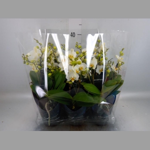 Phalaenopsis multi. 'Ant Lausanne'