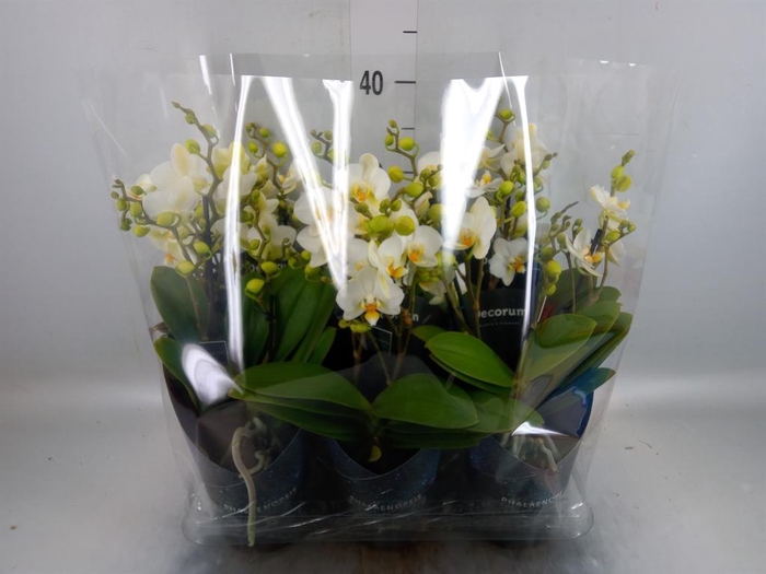 <h4>Phalaenopsis multi. 'Ant Lausanne'</h4>