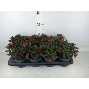 Euphorbia amygdaloides 'Purpurea'