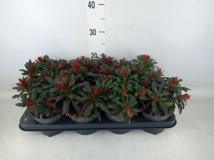 <h4>Euphorbia amygdaloides 'Purpurea'</h4>