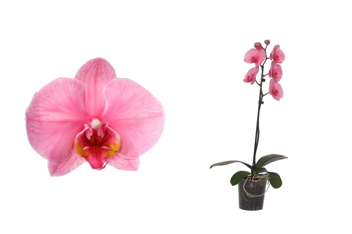 <h4>Phal I Am Pink 1T6+ Basic</h4>