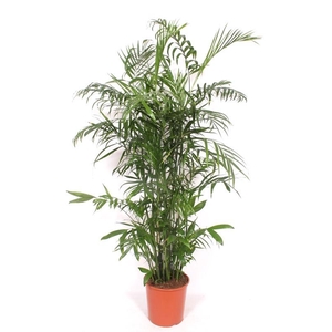 Chamaedorea Seifrizii