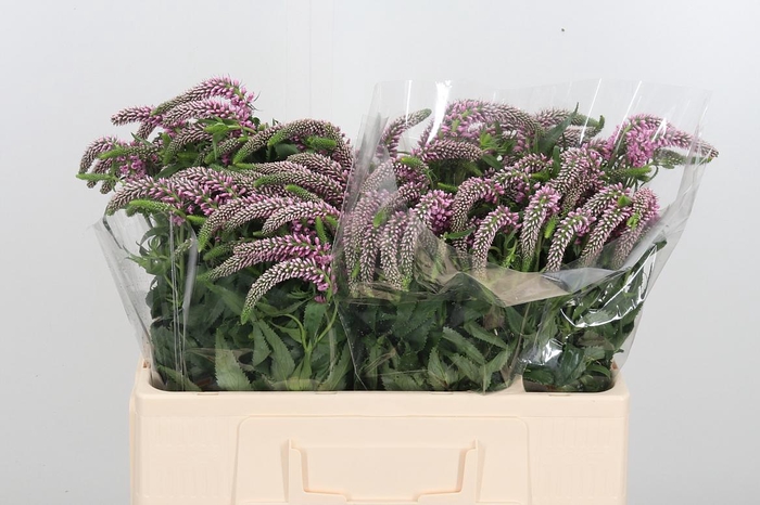 <h4>Veronica Pink</h4>