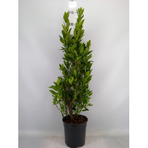 Laurus nobilis