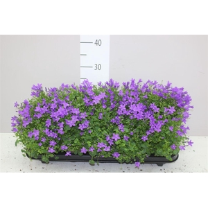Campanula Port Ocean Blue