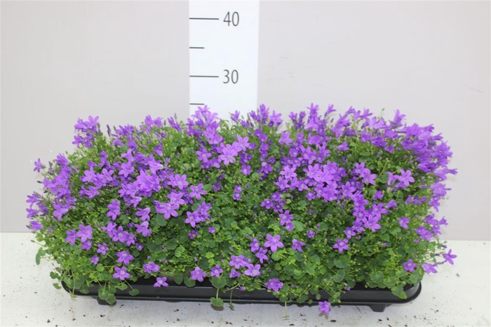 <h4>Campanula Port Ocean Blue</h4>