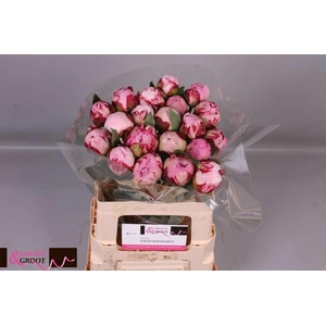 Paeonia Sarah Bernhardt | Heavy Quality