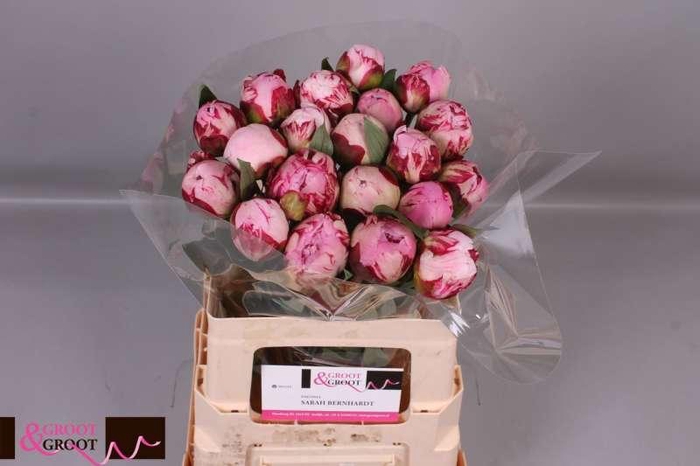 <h4>Paeonia Sarah Bernhardt | Heavy Quality</h4>