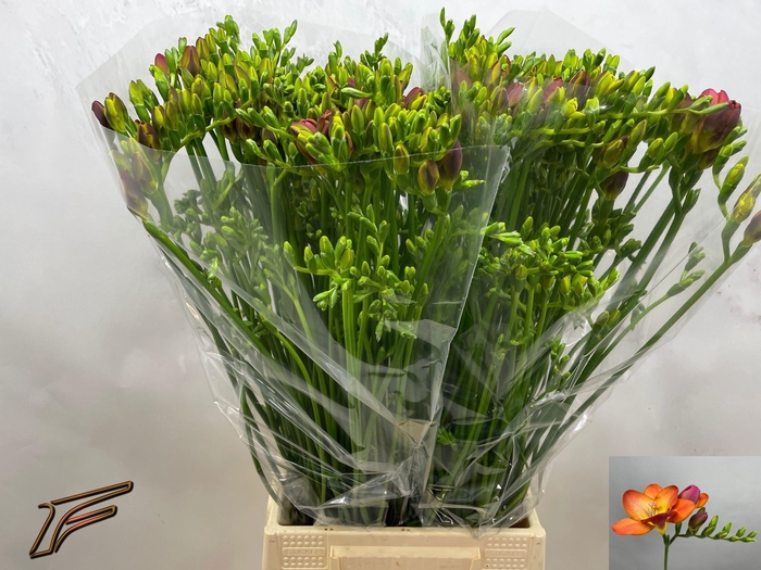 <h4>FR EN ACAPULCO</h4>