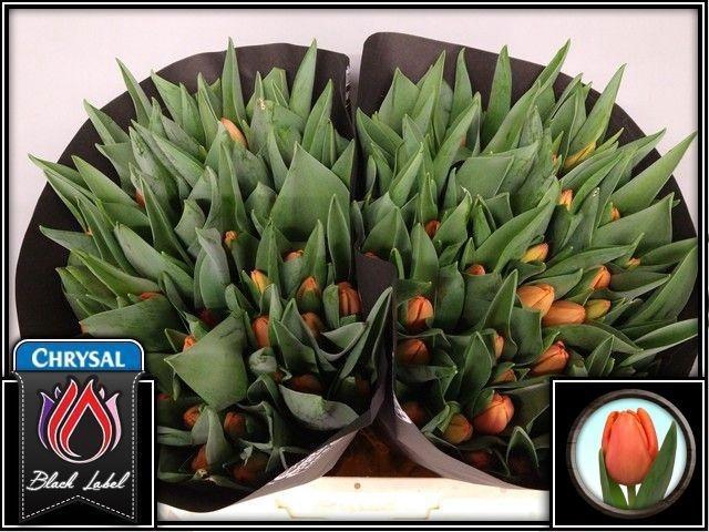 <h4>TU EN TIME OUT</h4>