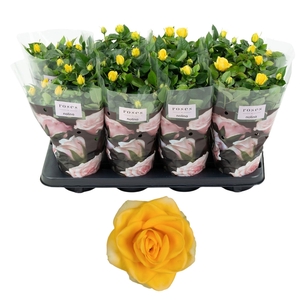 Nolina Roses Ø 13 cm Yellow