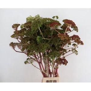 FOENICULUM VULGARE GREEN/RED 110CM
