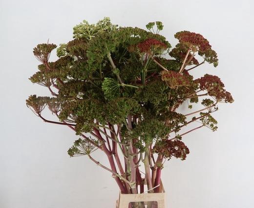 <h4>FOENICULUM VULGARE GREEN/RED 110CM</h4>