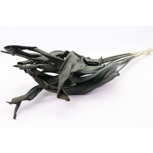 DRY STRELITZIA LEAF BLACK PBS
